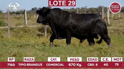 Lote Reproductores de Alborada - Lote 29