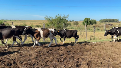 Lote TERNEROS