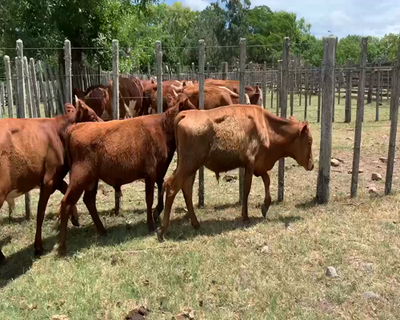 Lote 6 Terneros en Melo, Cerro Largo