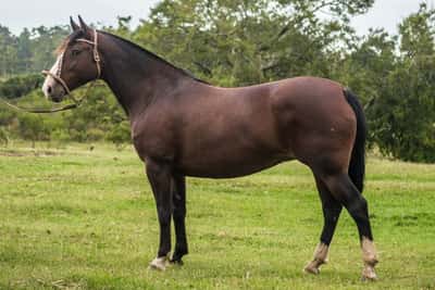 Lote CONSTANCIA RANCHERA IBERICA