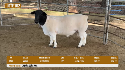 Lote LOTE 102