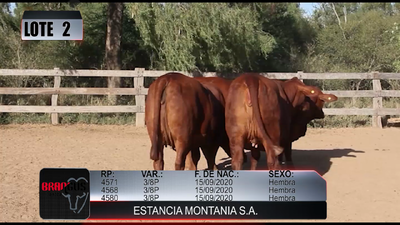 Lote LOTE 3 DE REMATE DE PRUEBA