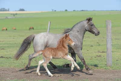 Lote Chuchi