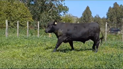 Lote TORO PI - RP 3