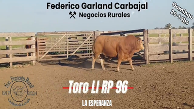 Lote TORO PI