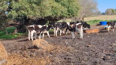 Lote Lote 9