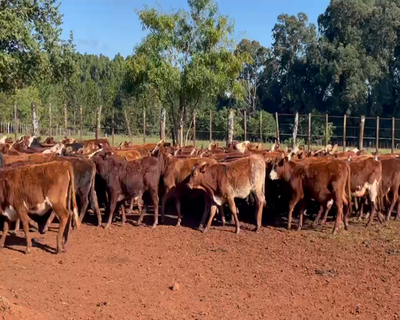 Lote 100 Terneras en Posadas, Misiones