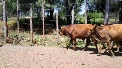 Lote 50 Terneros/as
