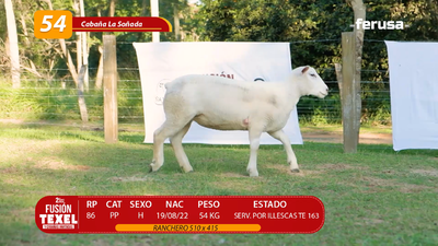 Lote LOTE 54