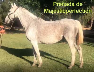 Lote RIGOLINA preñada de Majesticperfection