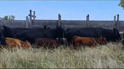 Lote PIEZAS DE CRIA