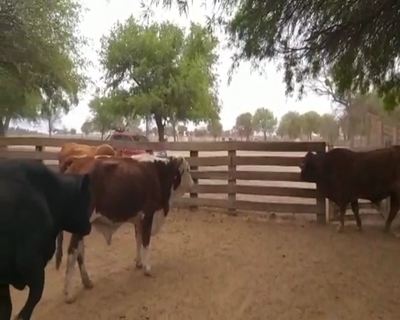 Lote 138 Vacas  en Monte Quemado, Santiago del Estero