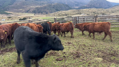 Lote 25 Ternero en Coyhaique, XI Región Aysén