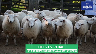 Lote 24 Corderas texel estableciendo Olimar