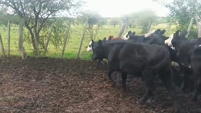 Lote TERNERAS