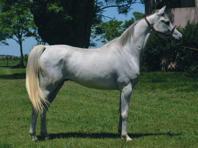 Lote LUCERO HLM