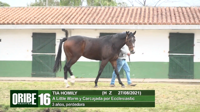 Lote Lote 16
