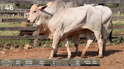 Lote LOTE 46