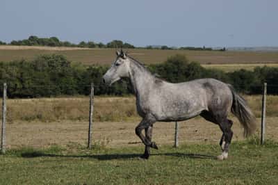 Lote Constancia Nacarada