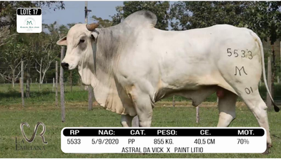 Lote LOTE 17