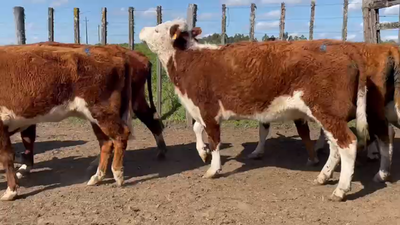 Lote 7 Vacas de Invernada HEREFORD 350kg - , San José