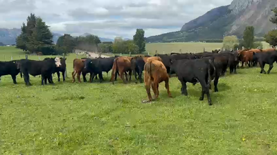 Lote 35 Novillo Engorda en Coyhaique, XI Región Aysén