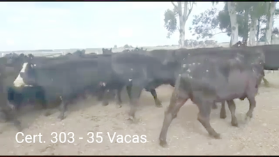 Lote (Vendido)35 Vacas de Invernada 33AA - 2AAHE 410kg -  en PARAJE COSTA DE VACAS A 28 KM DE OMBUES DE LAVALLE