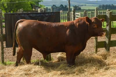 Lote 3 Toros RED, Treinta y Tres