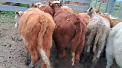 Lote 10 Terneras Hereford y Cruzas en Ruta 23 Km 122