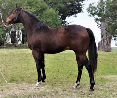 Lote RASPADO Z