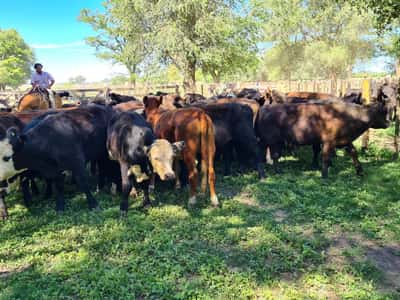 Lote 29 Novillitos en Gral. Lamadrid, Buenos Aires