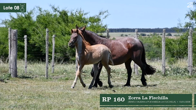 Lote Zorra La Flechilla