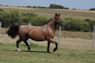 Lote Assunción 522 Maufer (BZ)
