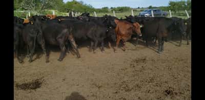 Lote 33 Vacas en Villaguay, Entre Ríos