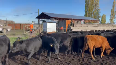 Lote 80 Ternero en Quilleco, VIII Región Biobío