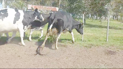 Lote (Vendido)3 Vacas de Invernada 480kg -  en Rodriguez