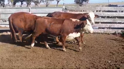 Lote vaquillonas gordas