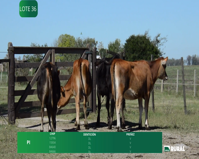 Lote VAQUILLONAS