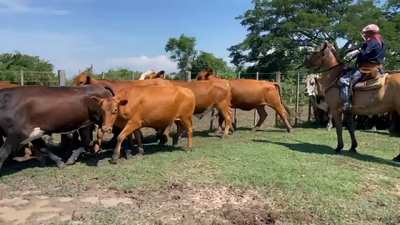 Lote 100 Novillos