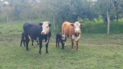 Lote PIEZAS DE CRIA