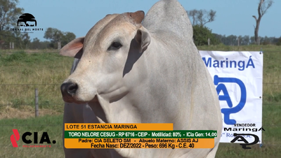 Lote 