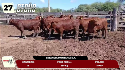 Lote LOTE 27