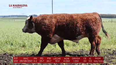 Lote Brete 4 - Hereford