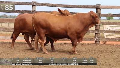 Lote LOTE 85