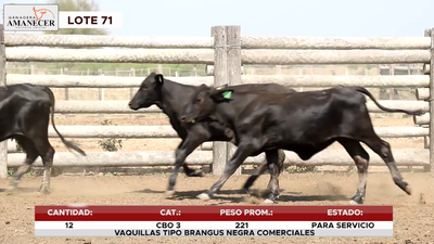 Lote LOTE 71