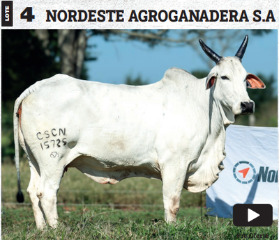 Lote LOTE 4 - PREÑECES