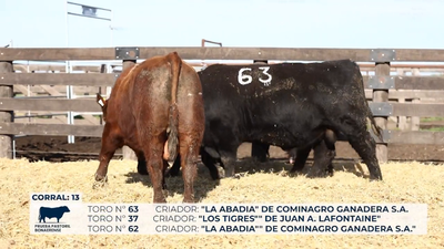 Lote Toros