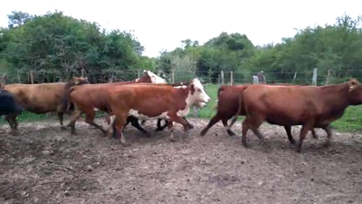 Lote 43 Vacas Braford C/ gtia de preñez en Esquina, Corrientes
