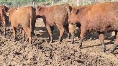 Lote 50 Vaquilla Gorda en Pelarco, VII  Región Maule