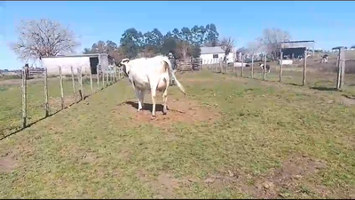 Lote Vaquillonas  Prox Hol en Carreta Quemada